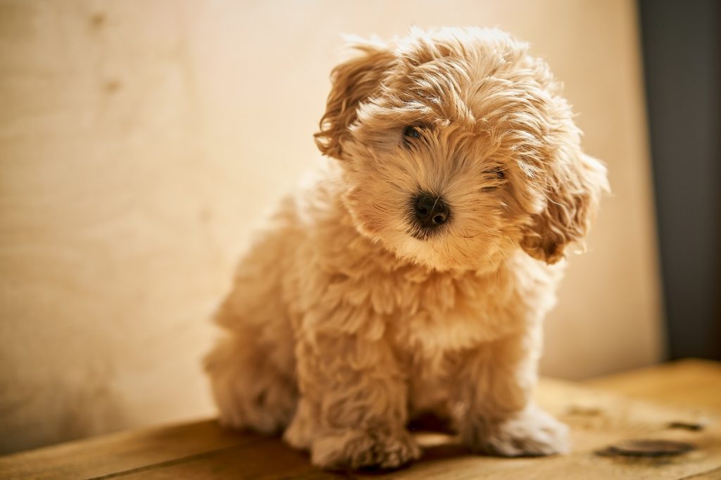 Adorable little beige puppy sits on wooden table