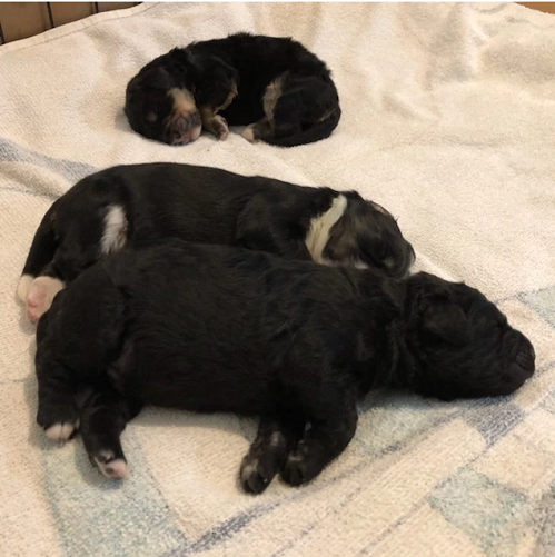 sleeping puppies